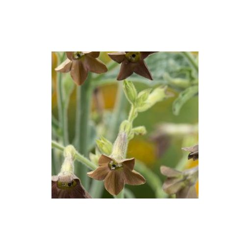 Nicotiana langsdorfii bronze queen