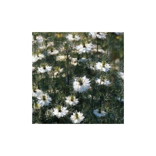 Nigella damascena miss jekyll white