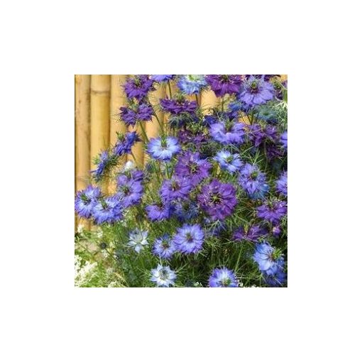 Nigella damascena moody blues