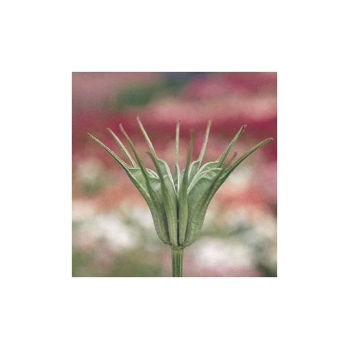 Nigella orientalis transformer