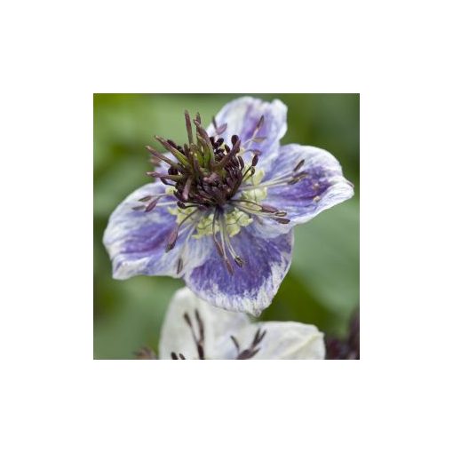 Nigella papillosa delft blue