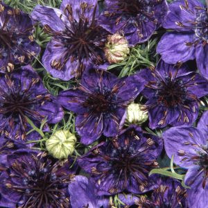 Nigella papillosa midnight