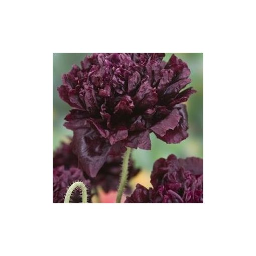 Papaver somniferum black peony