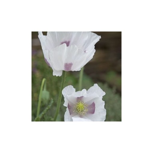 Papaver somniferum bread seed poppy