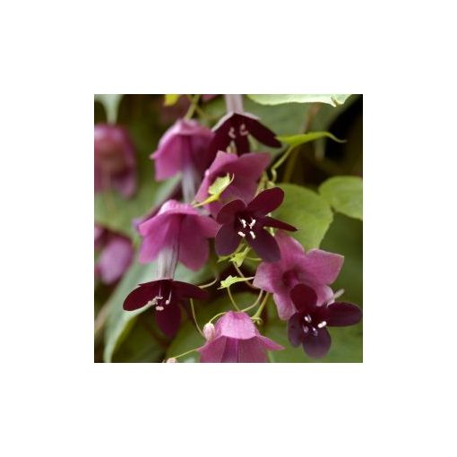 Rhodochiton atrosanguineum purple bells