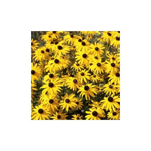 Rudbeckia fulgida goldsturm