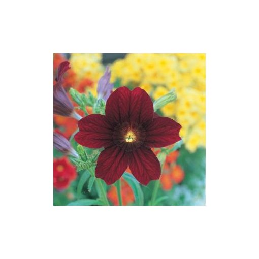 Salpiglossis sinuata f1 royale chocolate