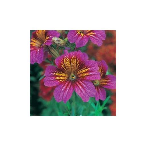 Salpiglossis sinuata f1 royale purple bicolor