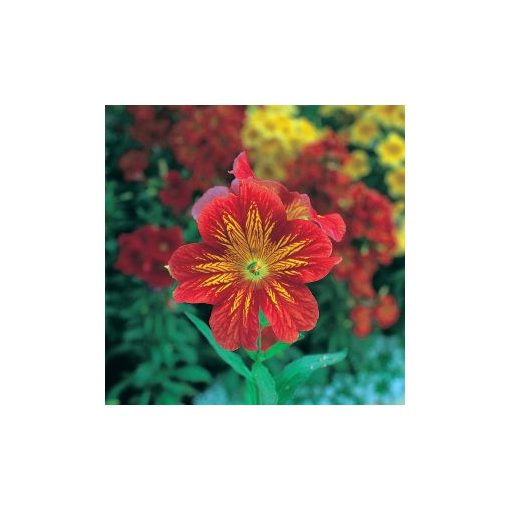 Salpiglossis sinuata f1 royale red bicolor