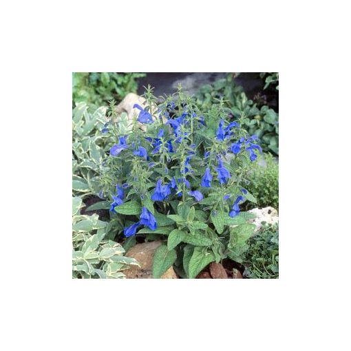 Salvia patens patio deep blue