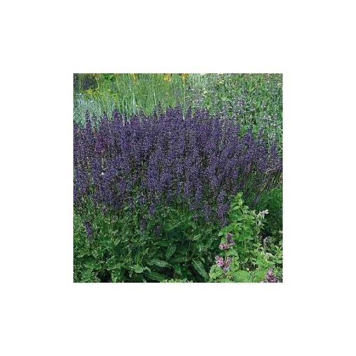 Salvia superba blue queen