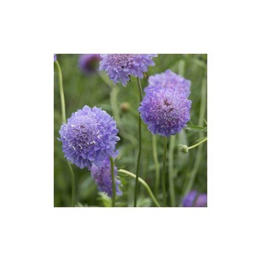 Scabiosa atropurpurea blue cockade normal (clean) seed