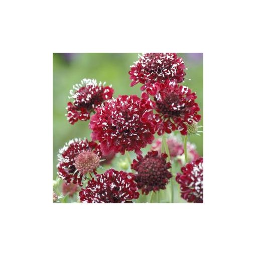 Scabiosa atropurpurea fire king normal (clean) seed