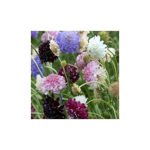 Scabiosa atropurpurea formula mixture normal (clean) seed