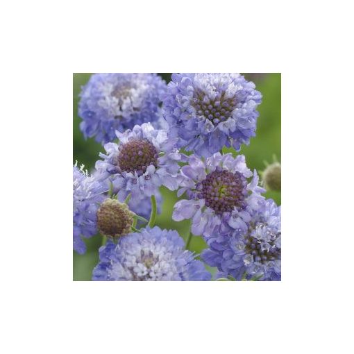 Scabiosa atropurpurea oxford blue normal (clean) seed