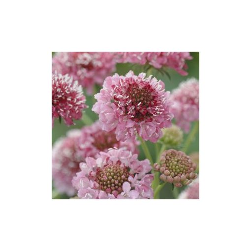 Scabiosa atropurpurea salmon queen normal (clean) seed