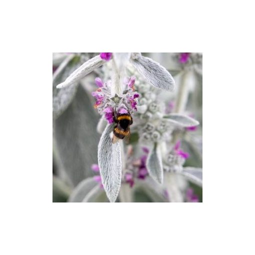 Stachys byzantina furby