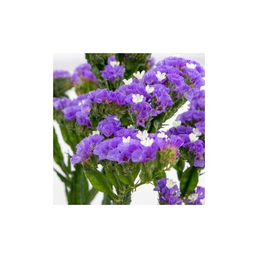 Statice/limonium sinuatum hipster blue