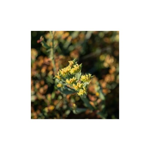 Statice/limonium sinuatum hipster yellow