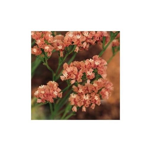 Statice/limonium sinuatum qis apricot