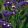 Statice/limonium sinuatum qis dark blue