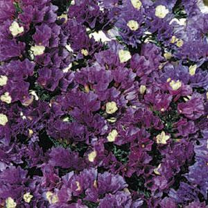 Statice/limonium sinuatum qis purple attraction