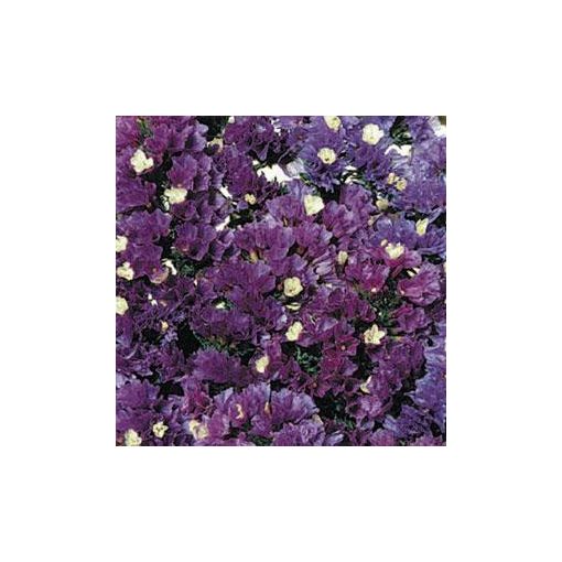 Statice/limonium sinuatum qis purple attraction