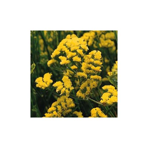 Statice/limonium sinuatum qis yellow