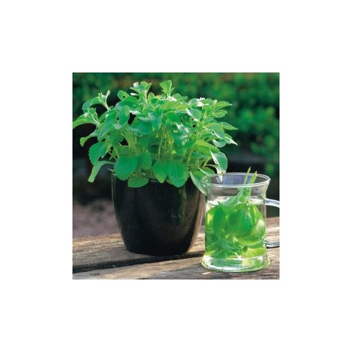 Stevia rebaudiana sweet herb