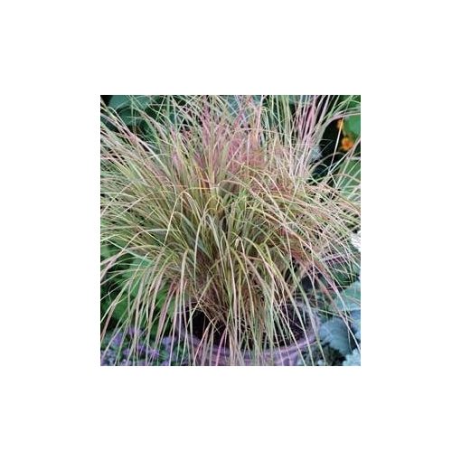 Stipa arundinacea sirocco (multipellets)