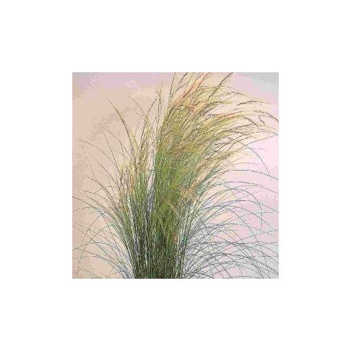 Stipa tenuissima pony tails (multipellets)