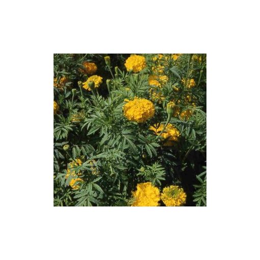 Tagetes erecta sierra gold