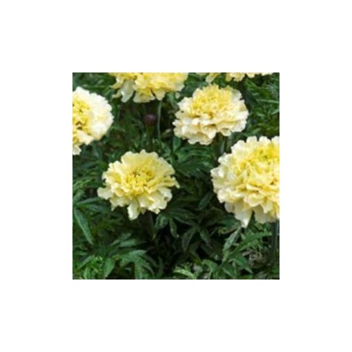 Tagetes erecta sugar & spice white