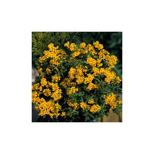 Tagetes lucida sweet mace