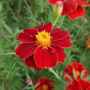 Tagetes patula linnaeus burning embers