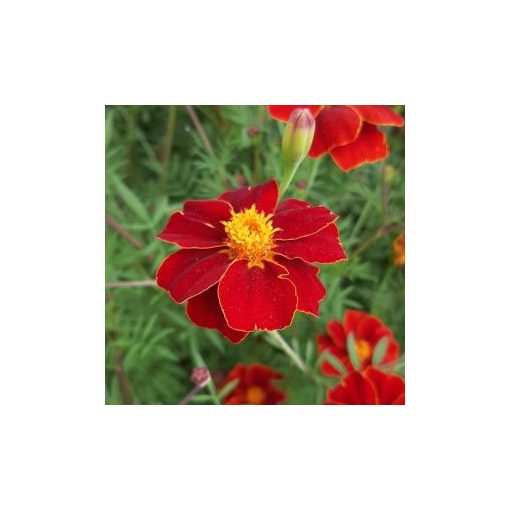 Tagetes patula linnaeus burning embers