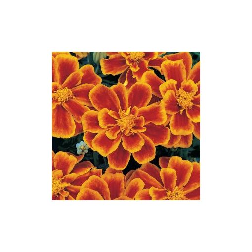 Tagetes patula nana durango flame (detailed)