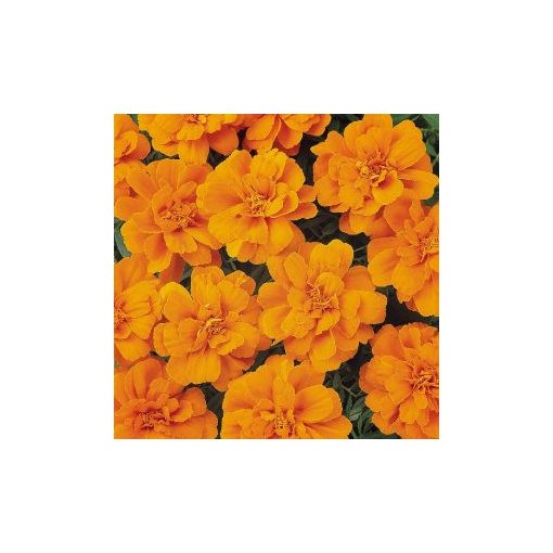 Tagetes patula nana durango tangerine (detailed)