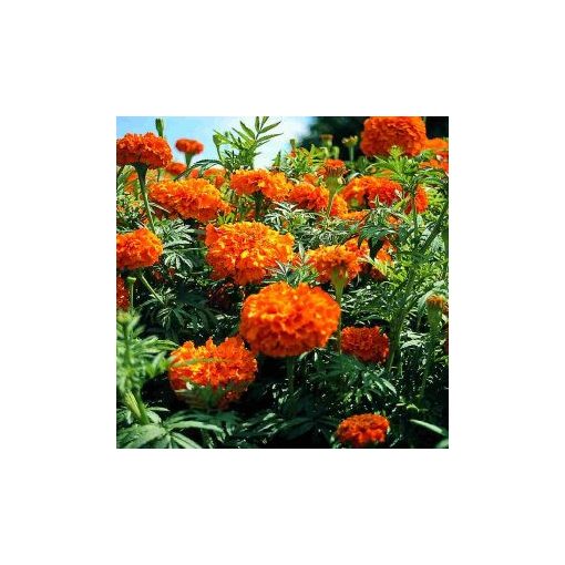 Tagetes sierra orange