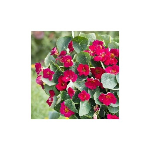 Tropaeolum minus baby rose