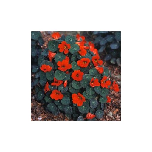 Tropaeolum minus empress of india