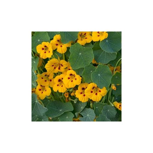 Tropaeolum minus jewel mahogany