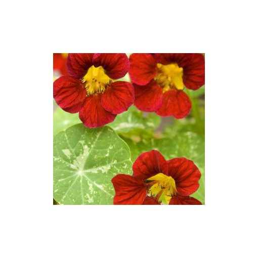 Tropaeolum minus tip top alaska red shades