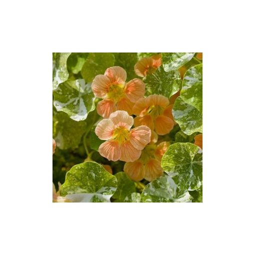 Tropaeolum minus tip top alaska salmon