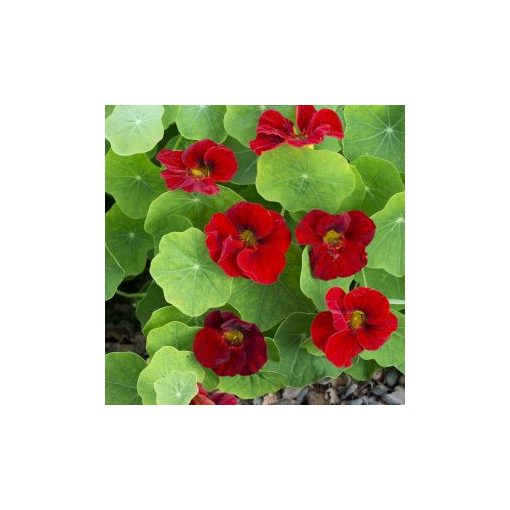 Tropaeolum minus tip top mahogany