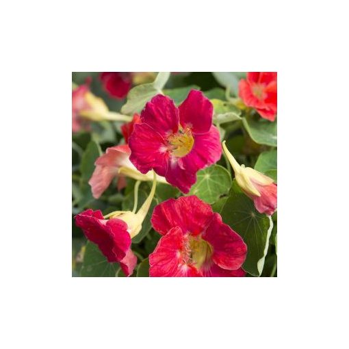 Tropaeolum minus tip top rose