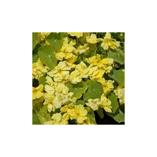 Tropaeolum minus whirlybird cream