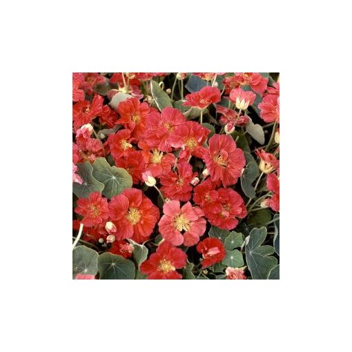 Tropaeolum minus whirlybird rose