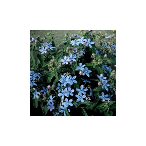 Tweedia (oxypetalum) coerulea heavenly blue