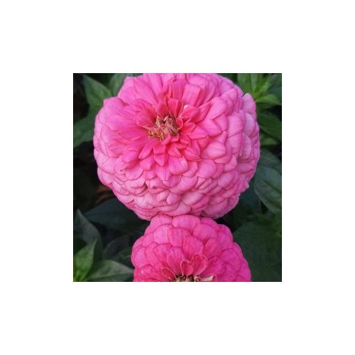 Zinnia elegans benary giant bright pink